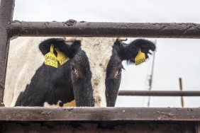 Фото: Юлия Боровикова