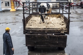 Фото: Юлия Боровикова